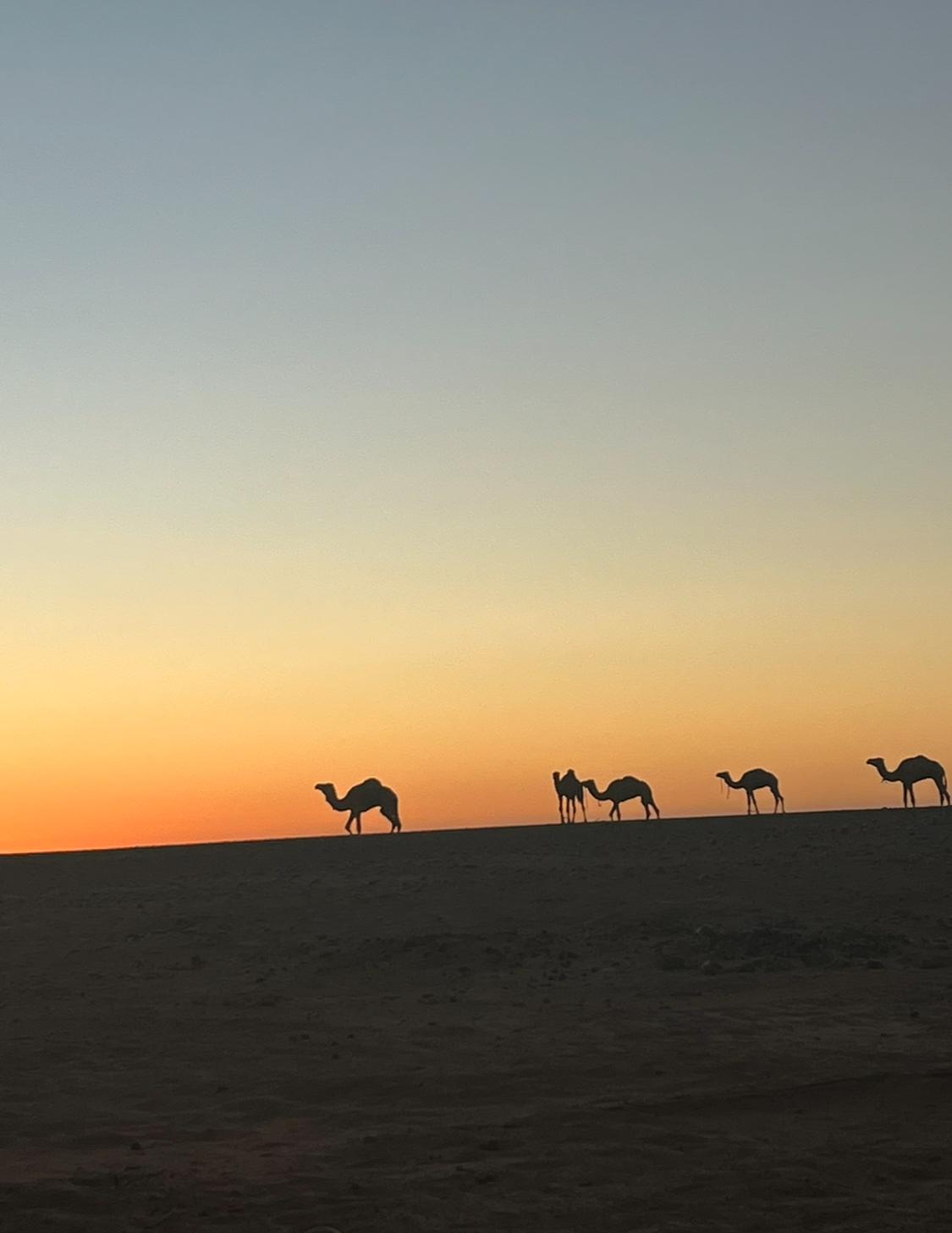 Dromadaire sur la ligne d’horizon au lever du soleil dans le désert de M’Hamid
