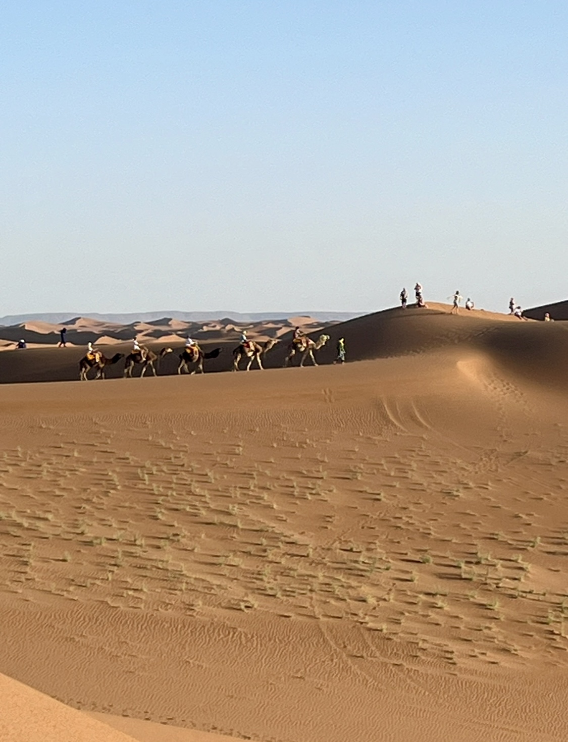 Panorama réel de l’erg Chegaga et caravane de dromadaires
